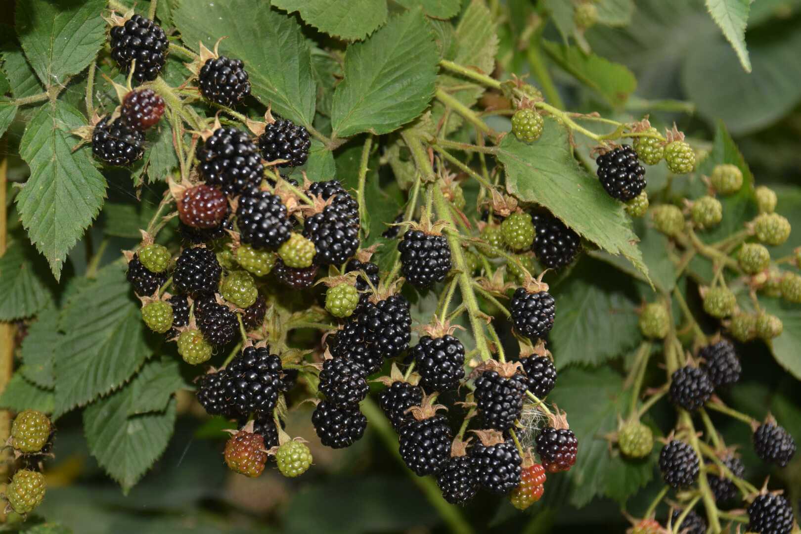 "Ежевика: не только вкусный десерт, но и источник полезных свойств для здоровья"