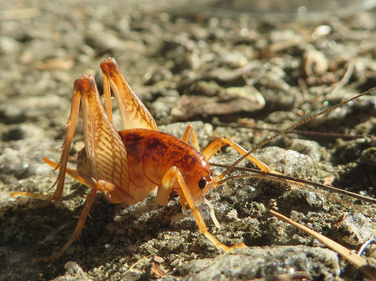 Российские учёные изучают пищевые свойства насекомых