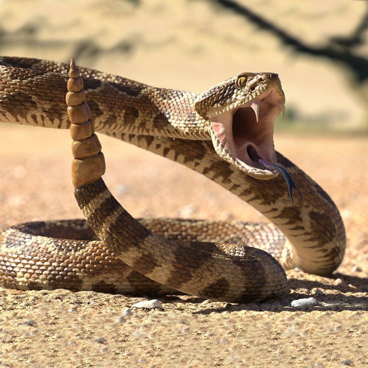 Топ 5: Самые опасные змеи