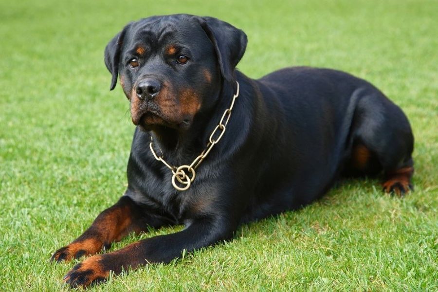 Топ 3: Самые опасные собаки