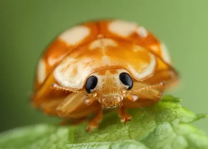 Жук:Золотая черепаха, интересные факты.