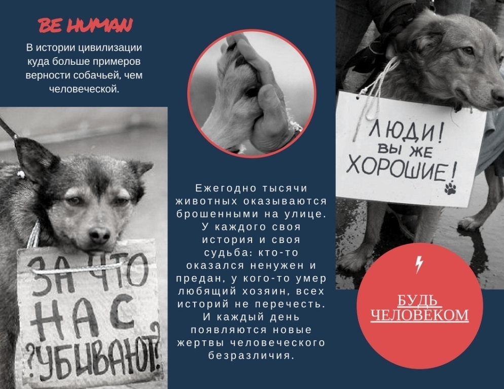 Чем больше узнаю людей, тем больше мне нравятся собаки.Самый верный друг. Верность собаки