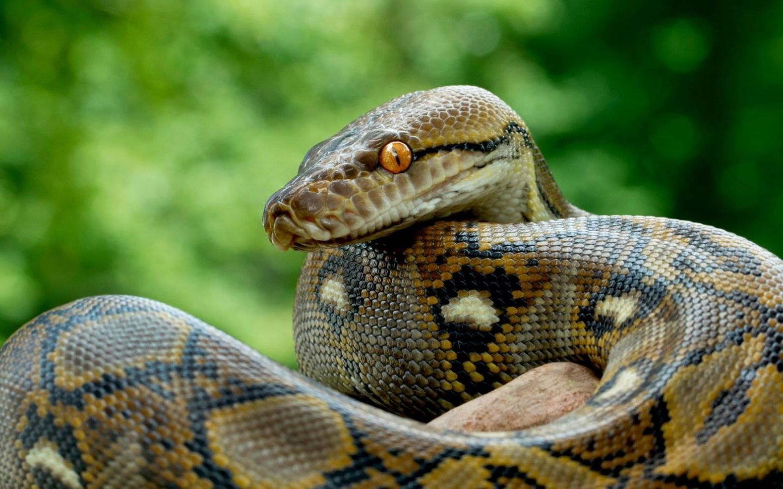 Топ 5: Самые опасные змеи