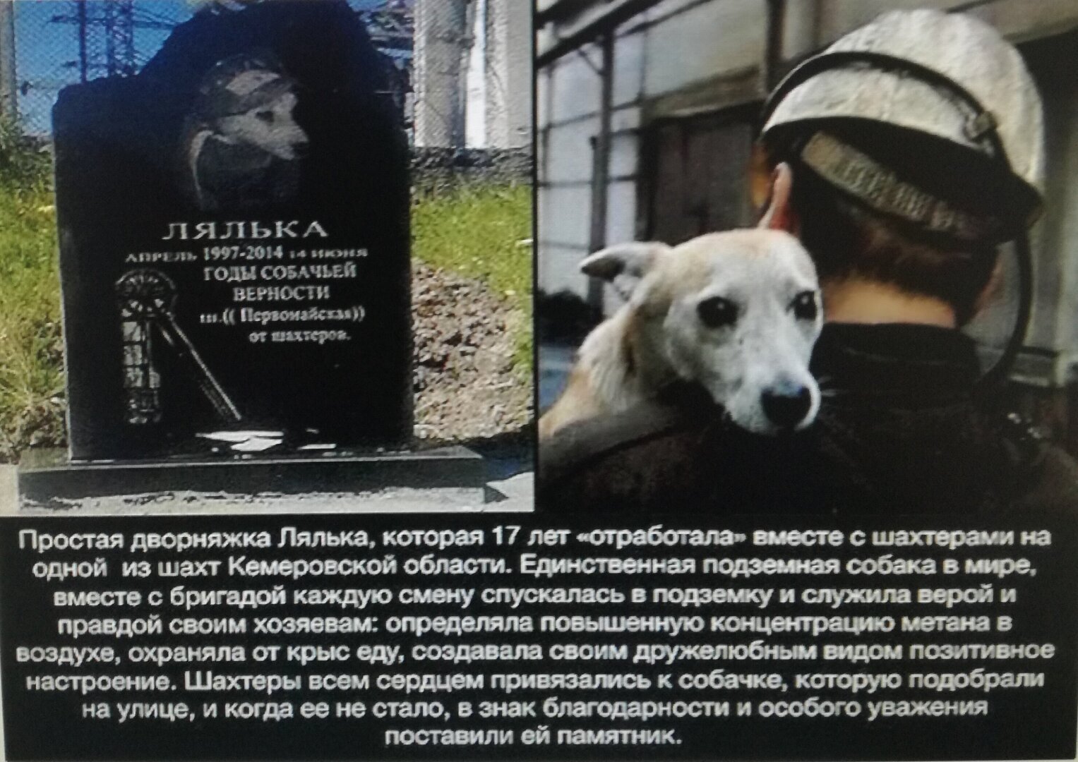 Чем больше узнаю людей, тем больше мне нравятся собаки.Самый верный друг. Верность собаки