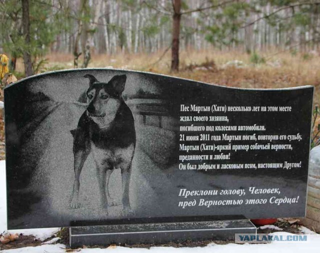 Чем больше узнаю людей, тем больше мне нравятся собаки.Самый верный друг. Верность собаки