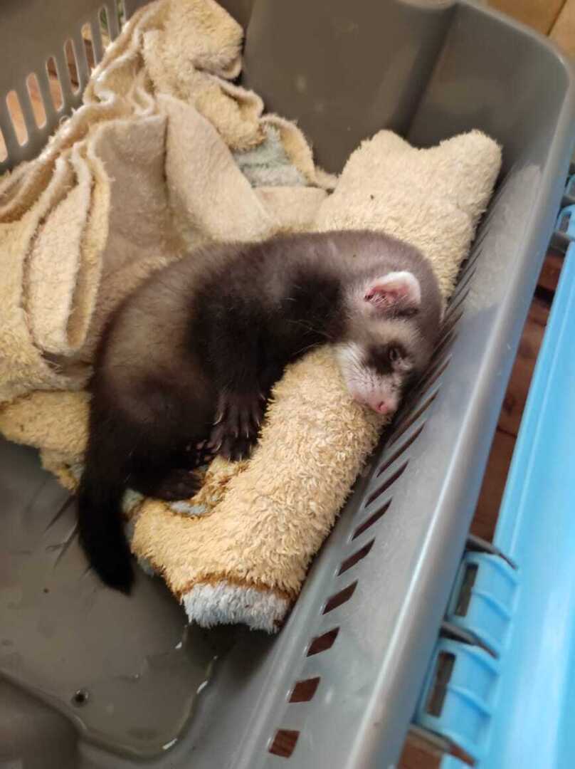 Как правильно кормить хорьков: советы по выбору питания и уходу за питомцем