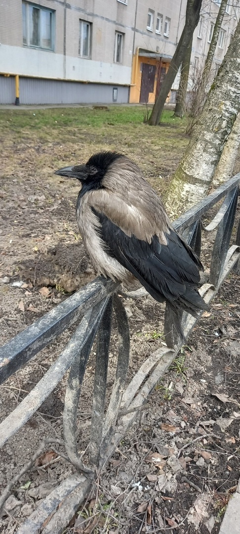 Внимание Петербуржцев! Что попросили не делать орнитологи...