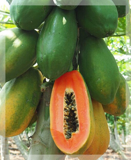 "Потрясающие свойства папайи: Всё, что вам нужно знать об этом экзотическом фрукте"