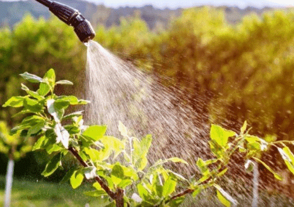 Зачем растениям нужен микроэлемент Бор? Борные подкормки для растений - зачем, когда, как?