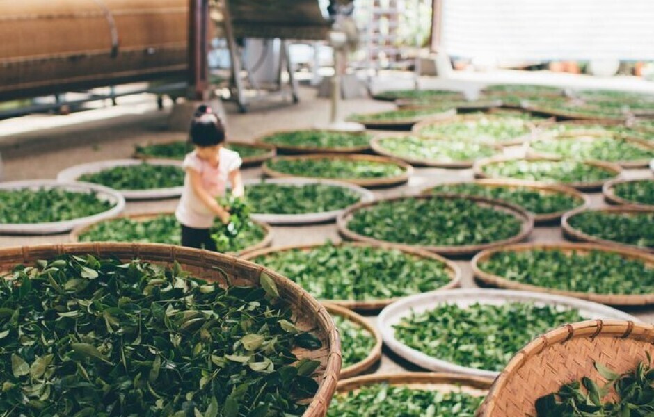 Черный чай против зеленого: какой полезнее?