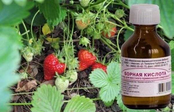 Зачем растениям нужен микроэлемент Бор? Борные подкормки для растений - зачем, когда, как?