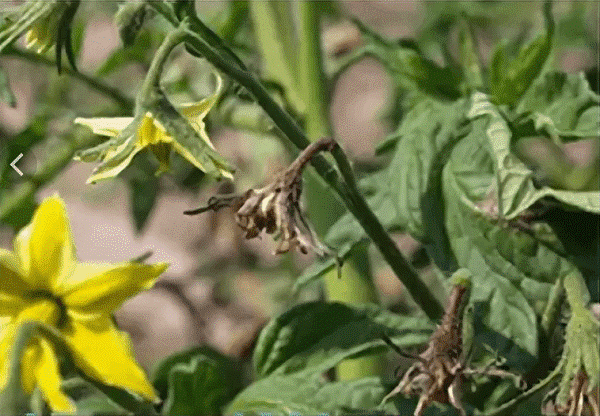 Зачем растениям нужен микроэлемент Бор? Борные подкормки для растений - зачем, когда, как?