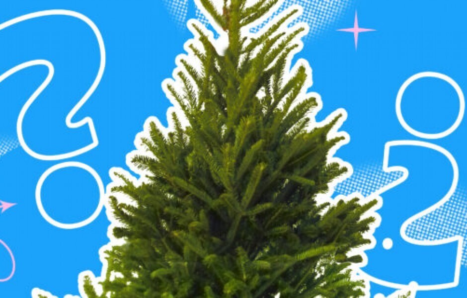 Знаете ли вы, почему хвойные деревья не сбрасывают иголки?