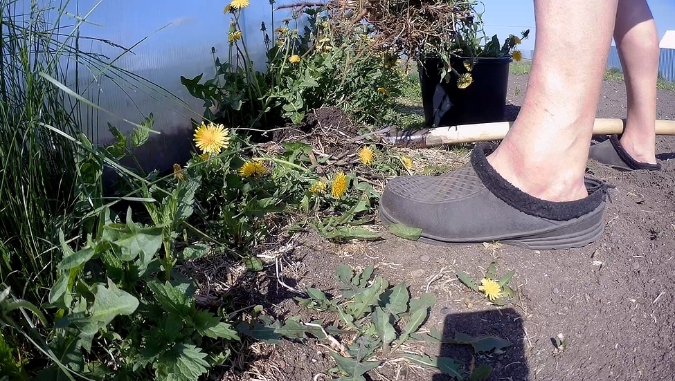 Бросила всё, уехала в деревню. Живу в глуши, ем траву. Опять лишения