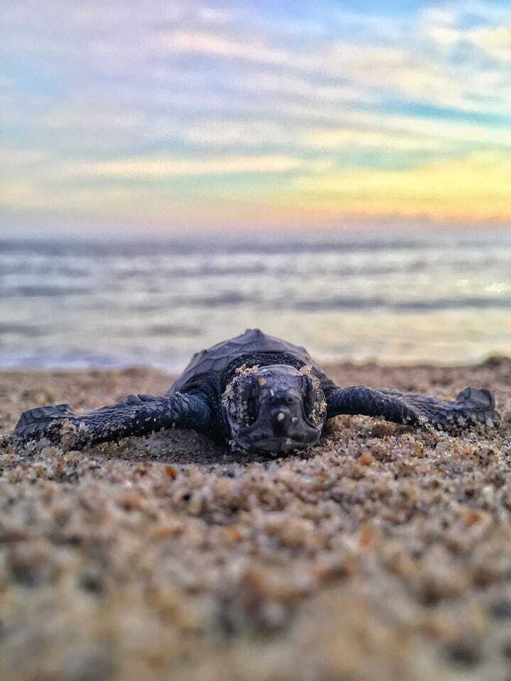 Морские черепахи спасли мне жизнь