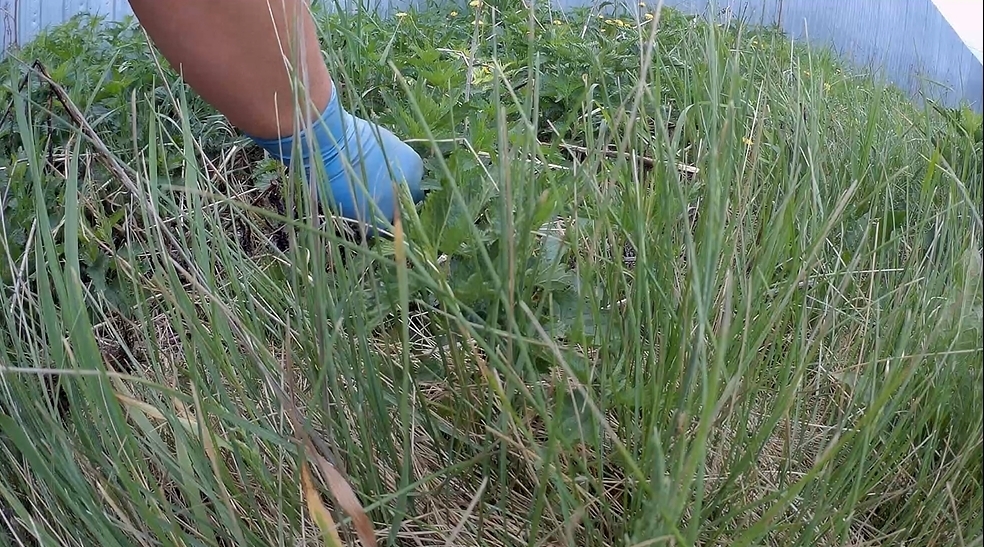 Бросила всё, уехала в деревню. Живу в глуши, ем траву. Опять лишения