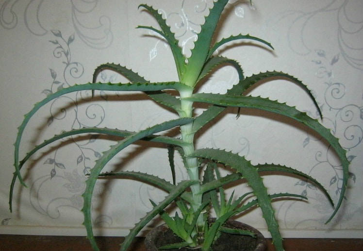 Целебные свойства Алоэ и нетолько