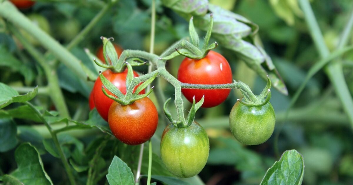 Листья томатов скручиваются? Вот самая распространенная причина