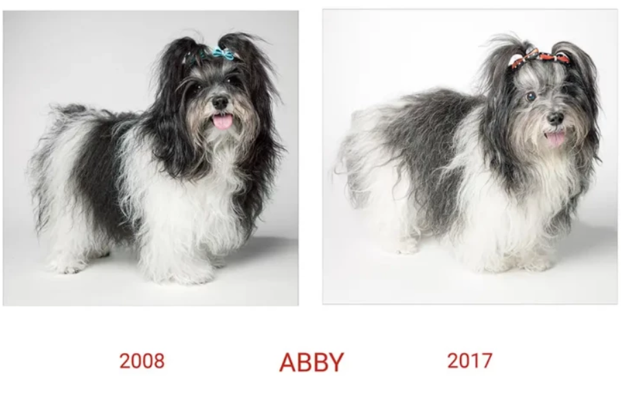 Собачья жизнь: как изменились щенята спустя долгие годы, лучшие фотографии