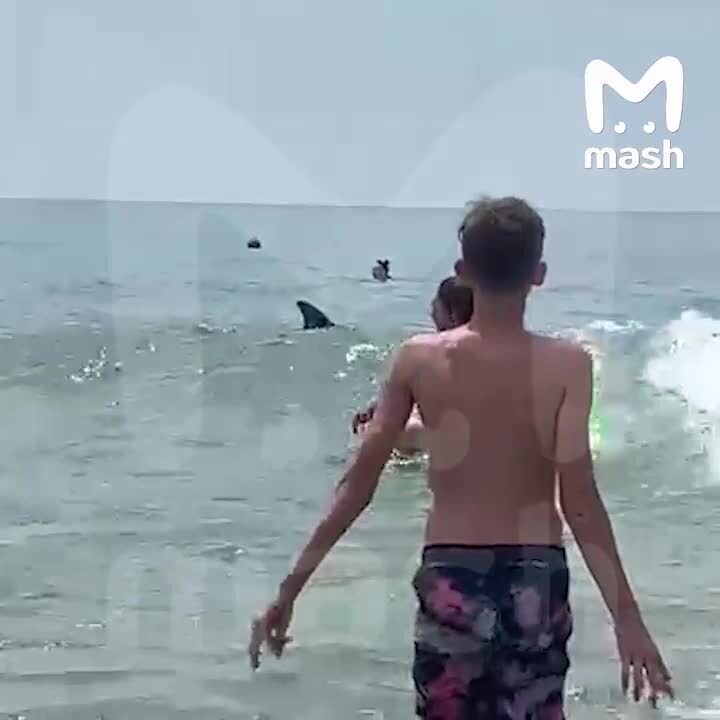 Акулы на берегу