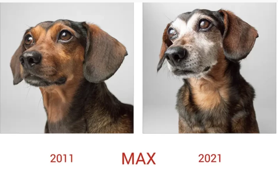 Собачья жизнь: как изменились щенята спустя долгие годы, лучшие фотографии