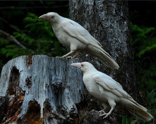 Мистические истории: фантазия или реальность? Что было в вашей жизни?