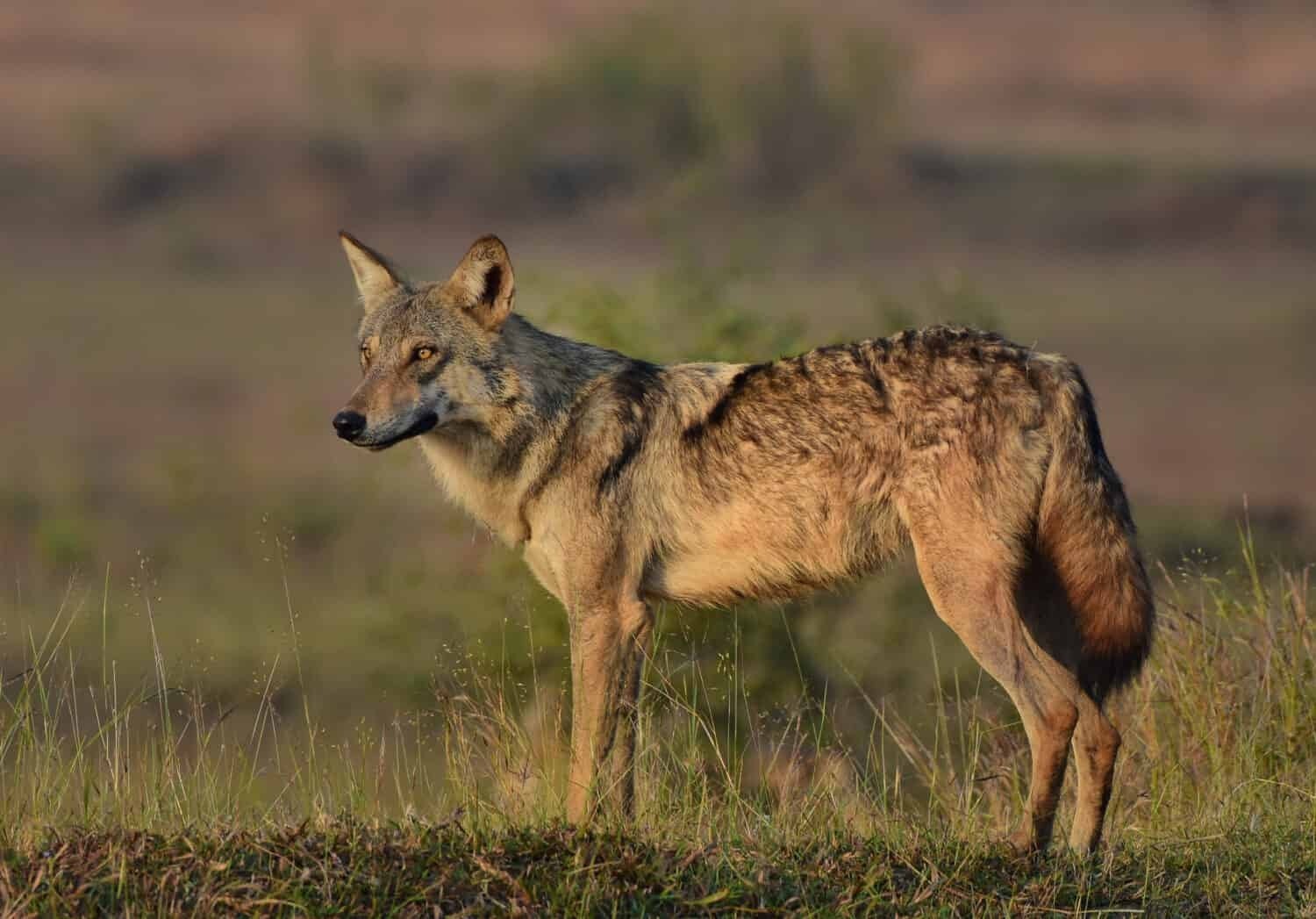 Сколько весит волк.