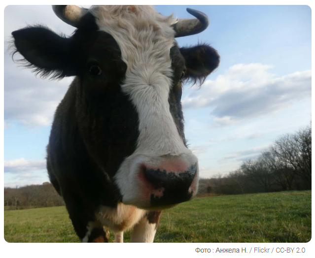 9 поразительных фактов о дикой природе, о которых вы можете не знать