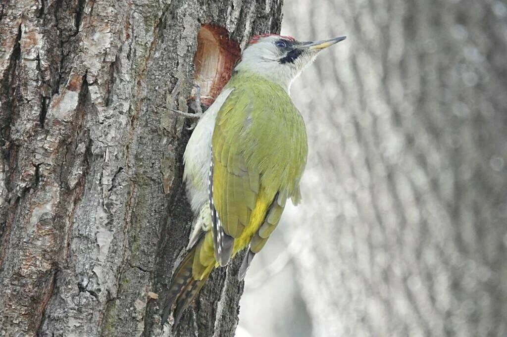 Почему дятел стучит?
