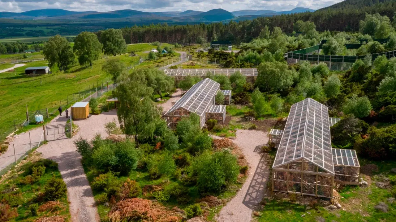 Шотландские дикие кошки, выращенные в неволе, выпущены на волю, чтобы спасти вид от вымирания