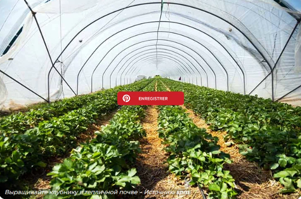 Как выращивать клубнику круглый год в домашних условиях?