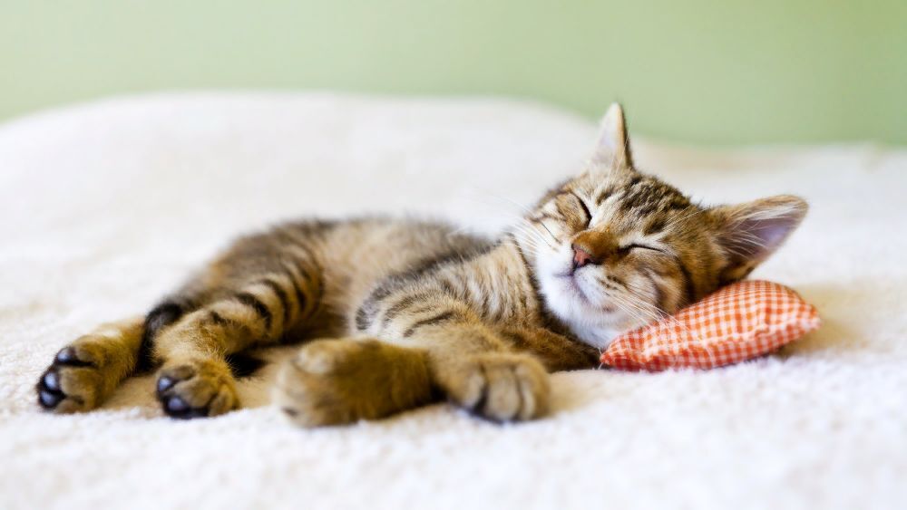Факты о кошках: почему они спят до 16 часов в день?
