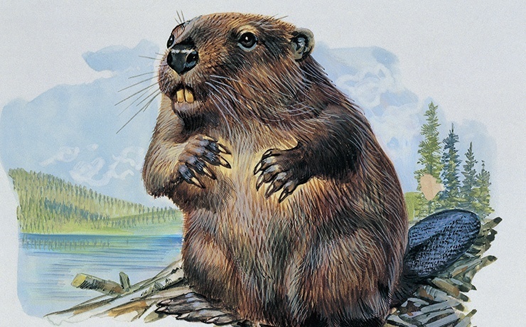 От кока-колы до яичек бобра: 9 самых странных методов контрацепции из прошлого, которые вас шокируют