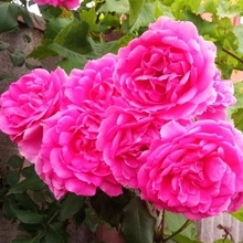 Валентина, г. Ростов-на-Дону