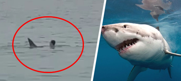 На Украине хотят поставить памятник акуле, убившей россиянина в Египте