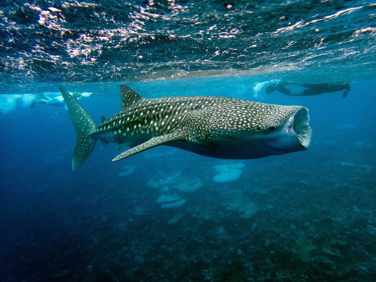 "Разнообразие акул: от молотовидных до кошачьих – узнайте больше о захватывающем мире этих морских хищников!"