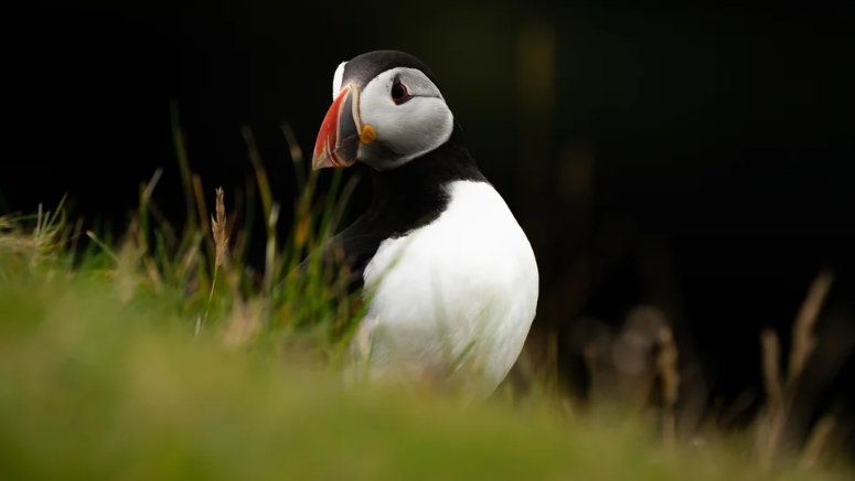 Первые тупики сезона возвращаются на остров Ратлин