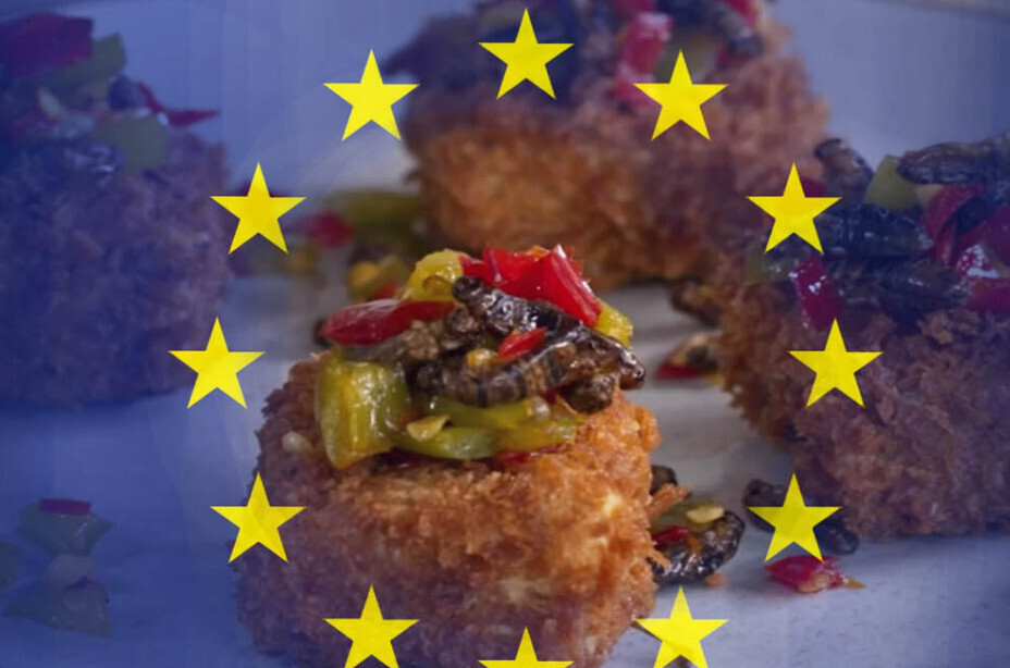 5 насекомых, которые скоро будут предлагаться как "новые продукты питания" - Мы уже потребляем одного из них!