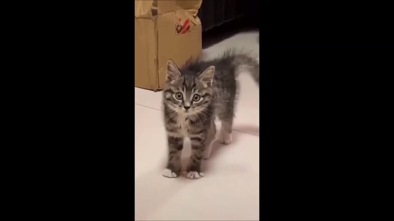 Эти забавные животные проект