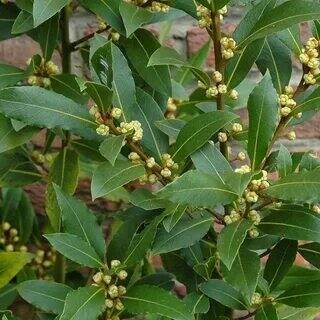 Лавровый лист и магия.