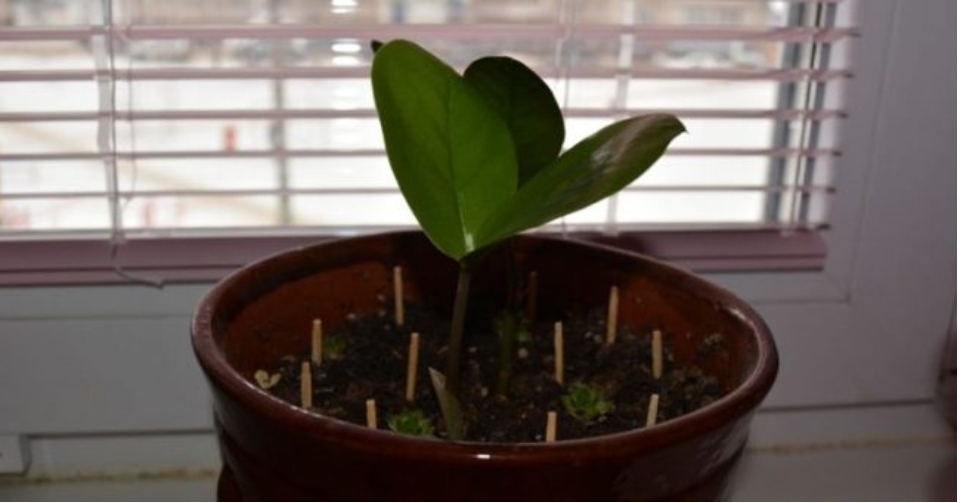 Лучший лайфхак для выращивания красивых и здоровых цветов