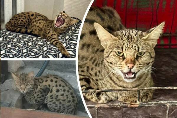 Найти в огороде кота на один миллион