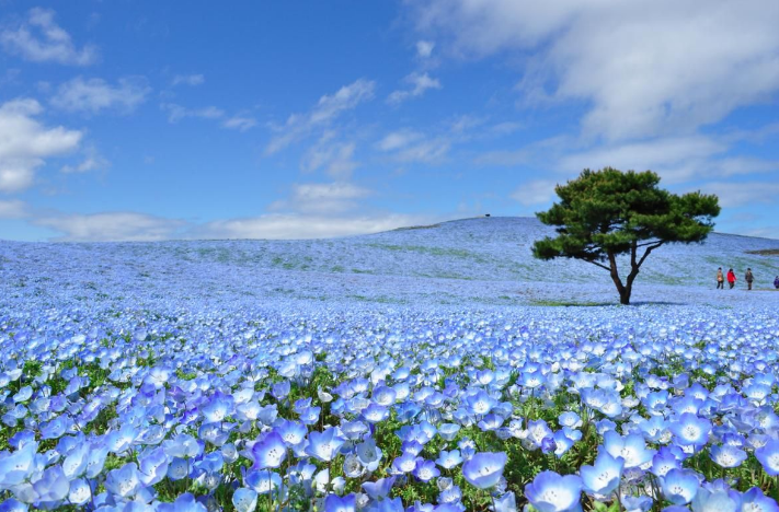 Очарование цветущих японских садов: Национальный приморский парк Хитачи