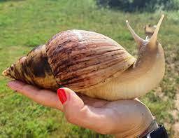 Гигантские раковины африканских наземных улиток могут быть размером с кулак человека.