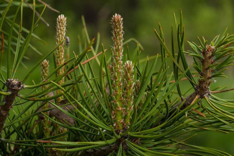 Два рецепта отвара от болей в суставах и очистки сосудов