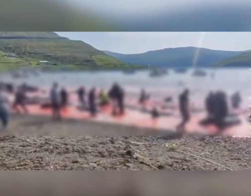 Охота на млекопитающих.Ужас !!!