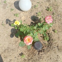 IMG20230609155104.jpg