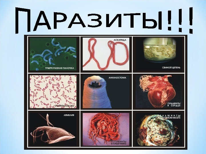 === Путь паразита в теле человека, как мы самозаражаемся? Определите - есть ли у вас паразиты в теле ??? .===