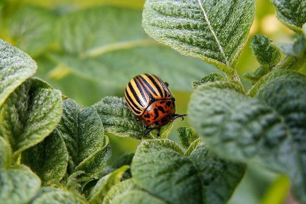Народные средства от колорадского жука