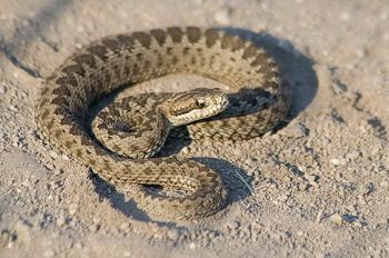 Осторожно, Крым! Опасности, которые могут вас подстерегать на отдыхе